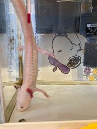 うちのウーパールーパーが今日朝からずっと逆立ち状態でいます 苦しんでる様子も Yahoo 知恵袋