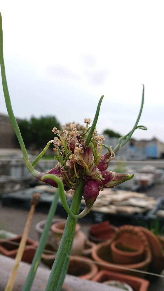 ベルギーエシャロットを栽培してみましたが 添付の写真の様に花から球 Yahoo 知恵袋