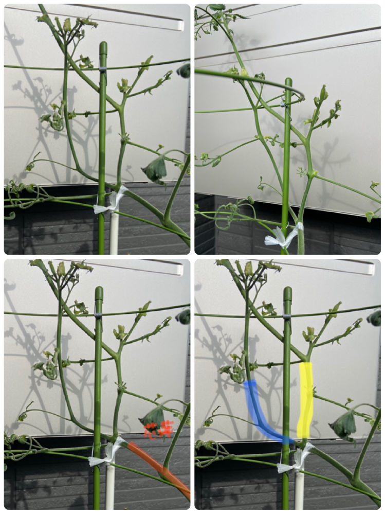 ミニトマトをプランターで育てています わき芽かきをしてきたのですが 上の方に Yahoo 知恵袋