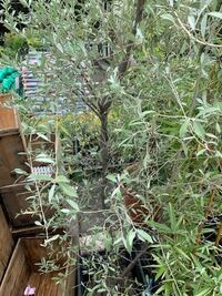 木の品種について教えてください こちらの木は ユーカリの一種 Yahoo 知恵袋