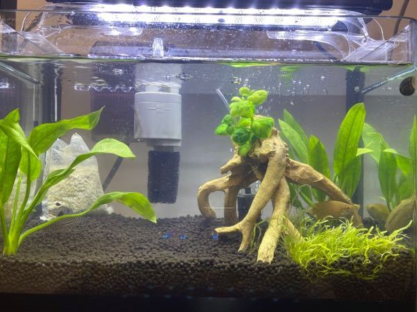 今日から金魚を買い始めましたが初心者です そこで気になる事 Yahoo 知恵袋