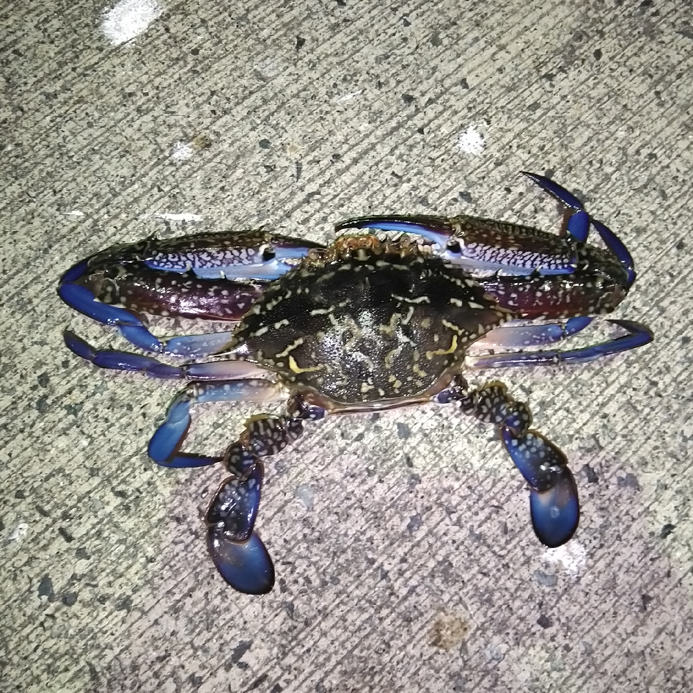 釣りに来たのですが 魚はどのように保管したら良いでしょうか 1泊2日で旅行 Yahoo 知恵袋