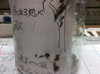 黒豆を育てています。
丸くて固いてんとう虫のような黒い虫がいっぱいいます。
この虫は何て言う虫ですか。
ご存知の方、教えてください。
よろしくおねがいします。 