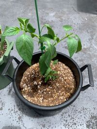 ホームセンターで買ってきたトウガラシの苗を育ててます イマイ Yahoo 知恵袋