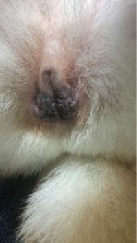 犬の陰部が黒い 腫瘍か何かでしょうか 我が家の柴犬5歳メスな Yahoo 知恵袋