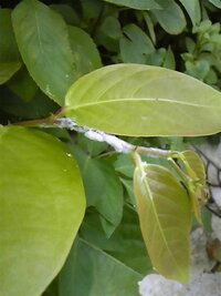 庭にダニ ノミ が発生し 困ってます 近所の庭や道端の雑草に Yahoo 知恵袋