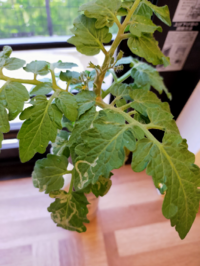 水耕栽培のミニトマトなんですが 2ヶ月半で種からここまで育ち Yahoo 知恵袋