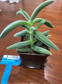 ダイソーのサボテンの土ってどうですか この間セリアでサボテンを買っ Yahoo 知恵袋