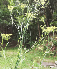 画像の花の名前を教えて下さい 花はオミナエシに似ていますが葉が違う感じです Yahoo 知恵袋