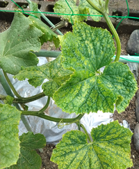 きゅうりの葉の病気について質問です 最近新しく生えた葉の色が変です Yahoo 知恵袋