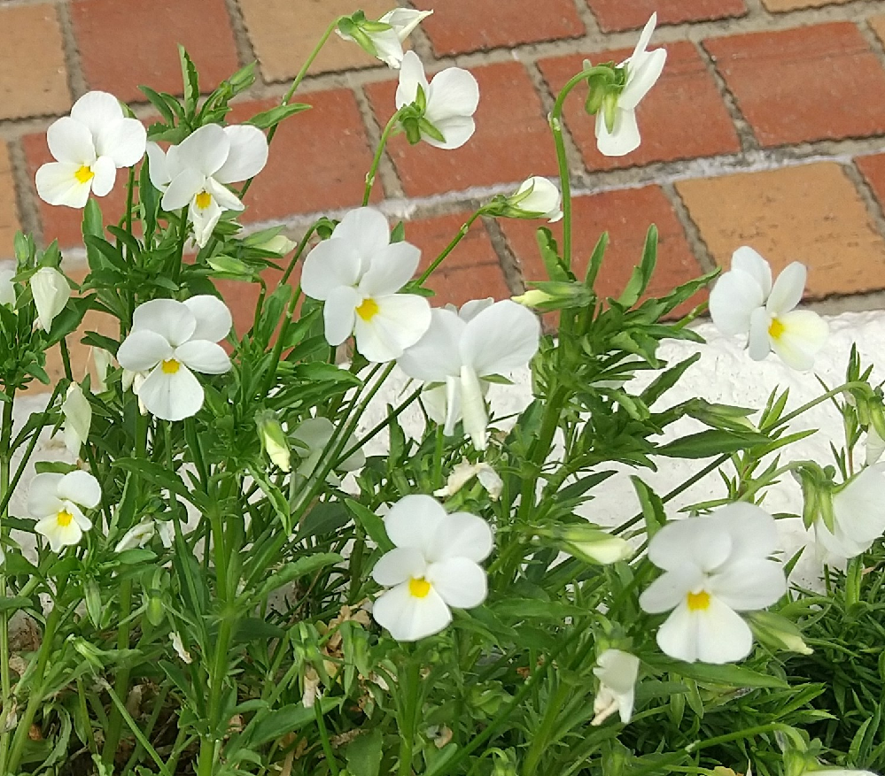 この花の名前を教えてください 中心が黄色の全体が白い花です けっこ Yahoo 知恵袋