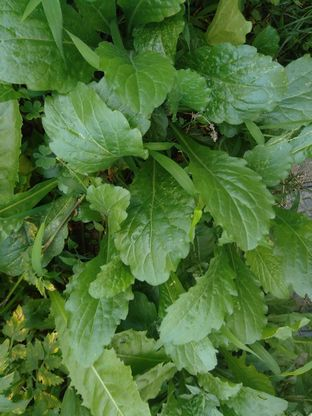 雑草だと思うのですが この植物の名前を教えてください オオバコかと思ったので Yahoo 知恵袋