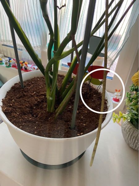 モンステラから細長い茎？のような硬いものが伸びてますが、これは芽