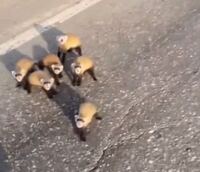 この動物は何ですか テンというイタチ科の小動物だと思われます Yahoo 知恵袋