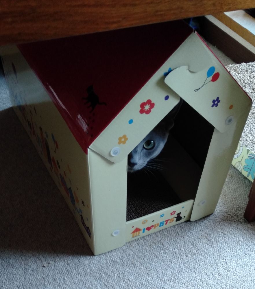 Amazonとかyahooショップでも売ってなくて困ってます 猫用 Yahoo 知恵袋