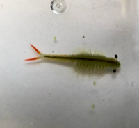 用水路にいる魚です 名前がわからないので どなたかお教えください ティ Yahoo 知恵袋