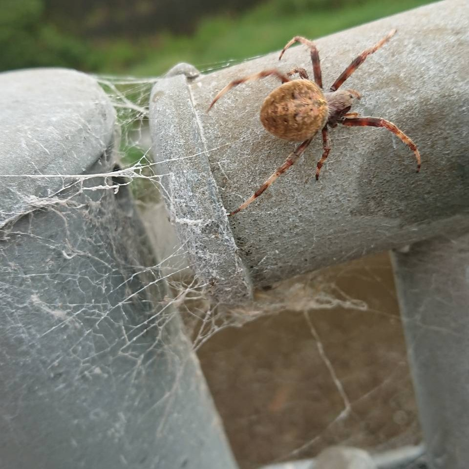 この虫の名称を教えてください 先日知り合いからもらったメダカの水槽の中 Yahoo 知恵袋