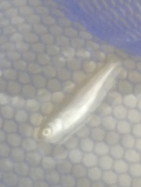 豊平川で小さいメダカサイズの魚がいたんですがわかる人いますか Yahoo 知恵袋