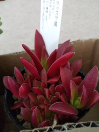 多肉植物の販売店で買ったのですが 名前わかる方教えて下さい ネットで調 Yahoo 知恵袋