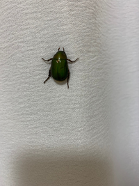 これはカナブンでいいんですか 今の時間窓を開けてレースカーテンにしてたらブー Yahoo 知恵袋