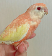 本日4月30日頃生まれのアキクサインコをお迎えしました 雌雄はいつ頃わかるで Yahoo 知恵袋