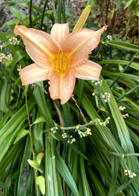 この花はヘメロカリスでしょうか 品種も分かれば教えてください 場所は本州の温 Yahoo 知恵袋