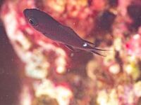 尻尾に白い点のある黒っぽい2cmぐらいの魚がいたのですが何という魚 Yahoo 知恵袋