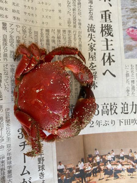 このカニは何という種類のカニでしょうか 食べれるものでしょう Yahoo 知恵袋