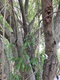 この木は何の木ですか 河川敷のクワガタ採集ポイントです ヤナギ Yahoo 知恵袋