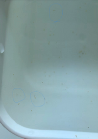 ブラインシュリンプの卵は 絶対あっためとかないと孵化しませんか Yahoo 知恵袋