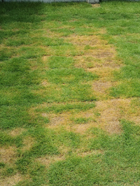 芝生について質問です 6月中旬に芝生を張りました 約1ヶ月がたち一部黄色く Yahoo 知恵袋