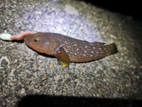 名古屋港での釣りについて 名古屋市近郊に住んでいる海釣り初心者です 最 Yahoo 知恵袋