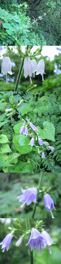 ７月の標高３００ｍ ４００ｍくらいの低山にあった植物です ベルのような形の花 Yahoo 知恵袋