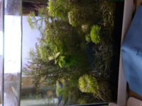 水草水槽の話しです 増え過ぎた水草 どうしてます 僕は Yahoo 知恵袋