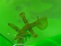 関東でウミウシが見られるところないですか 千葉 東京 神奈川 静 Yahoo 知恵袋