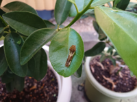 畑の土作りで質問です 石灰より先に肥料を撒きました後から石灰を撒いて Yahoo 知恵袋