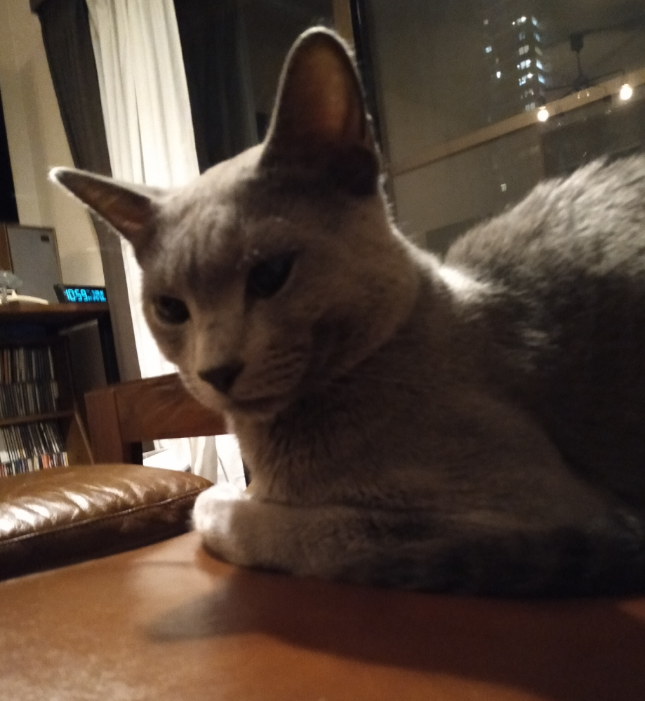 猫ちゃんの機嫌が悪いです。私はどうしたら良いですか？ - 時々優し 