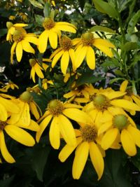 パパイヤに実がなりませんでした どうしてか教えてください 昨年 近 Yahoo 知恵袋