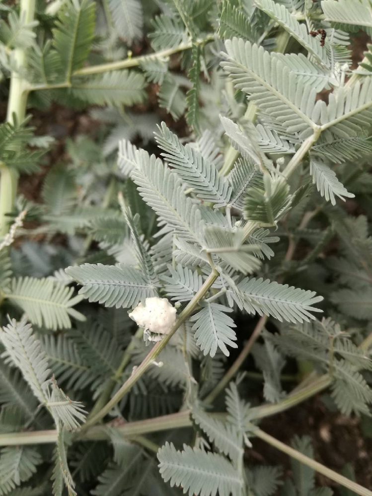 鉛筆のＢと２Ｂでは、どちらが濃いんでしたっけ。まじめに忘れて 