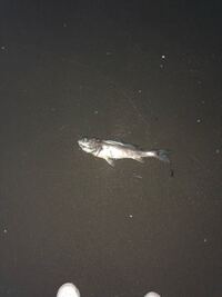 今日夜中に浜辺を歩いていたら魚がうちあげられていました なんていう魚かわかる Yahoo 知恵袋
