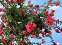 少ないですがお礼50枚これは何という花 木 ですか 街路樹として植えてありま Yahoo 知恵袋