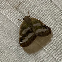 家の中に小さい茶色い蛾みたいなのがいます 捕まえてもどんどん出 Yahoo 知恵袋