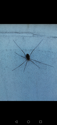 最近家でザトウムシを何匹か見つけます あれって何なんです Yahoo 知恵袋