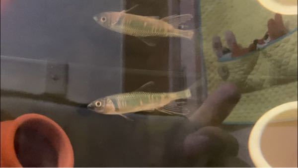 日本淡水魚の飼育についてです 飼育超初心者です笑 もともとヨシ Yahoo 知恵袋