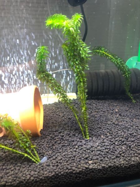 ギフ 包装 カカさん確認用です アナカリス 魚用品 水草 Orointegrated Coop