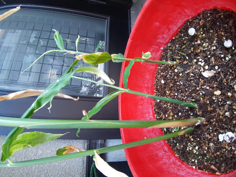 生姜の家庭栽培でお尋ねします 午後は日当たりが良すぎる所で置いてい Yahoo 知恵袋