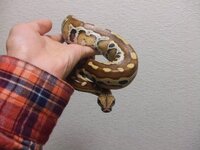 ボールパイソン以外のニシキヘビで可愛い蛇はいますか ブラット Yahoo 知恵袋