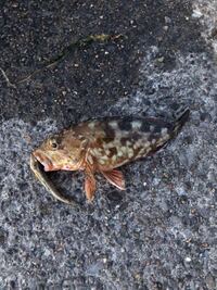 東京湾でカサゴを釣りました カサゴの種類がわかる方教えてください Yahoo 知恵袋