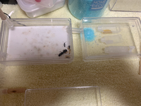 クロオオアリの飼育について1ヶ月前にクロオオアリの女王蟻を購入し3 Yahoo 知恵袋