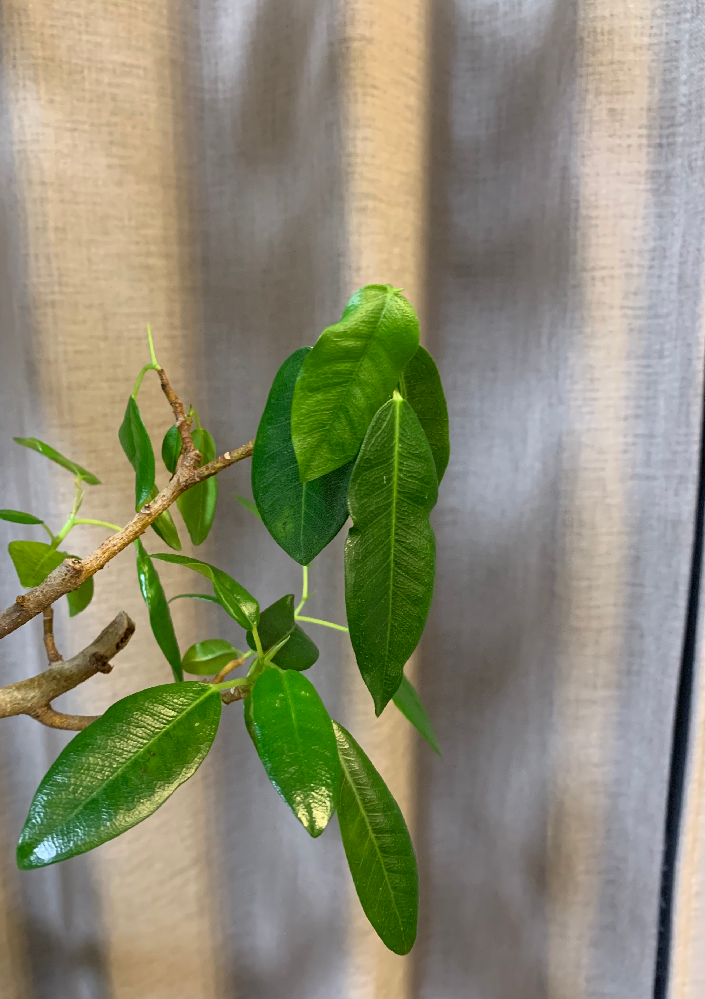 フランスゴムの葉が萎れています 写真のように 新しい葉の部分から萎 Yahoo 知恵袋